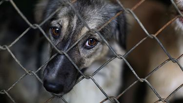 Proteccionistas de animales sanjuaninos marcharán por la Ley Conan