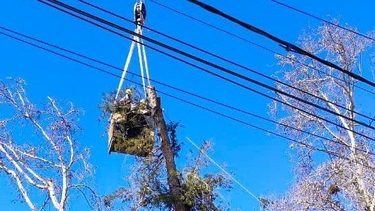 La Municipalidad de la Capital comenzó a sacar los árboles secos de la ciudad para proteger a los vecinos.