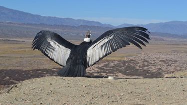 Juanita se recuperó y volvió a los cielos sanjuaninos