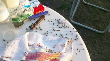 Vecinos cortaron Ruta 20 por un criadero que atrae moscas