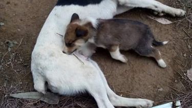 Crueldad total en San Juan: una perra y su cachorro murieron envenenados