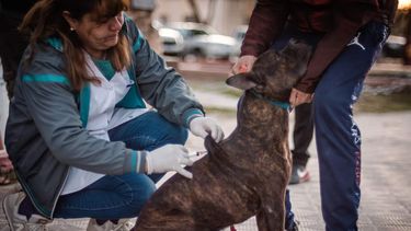 Inicia una campaña de vacunación gratuita para mascotas en Caucete.