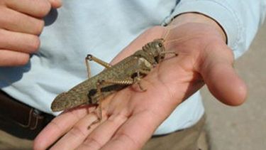 Video: impactante lluvia de langostas en la Ruta 150