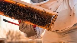 Termina en baja la recolección de miel en San Juan, ya que es más conveniente brindar servicios de polinización en áreas semilleras. Termina en baja la recolección de miel en San Juan, ya que es más conveniente brindar servicios de polinización en áreas semilleras.