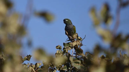 Investigan en San Juan el impacto del loro barranquero en la producción de pistacho. Investigan en San Juan el impacto del loro barranquero en la producción de pistacho.