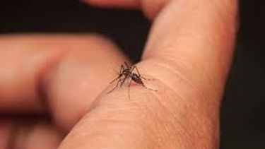 Ante la escalada del dengue, siguen pidiendo extremos recaudos a los sanjuaninos