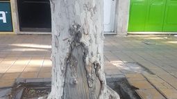 Un sanjuanino asegura que la Virgen apareció en un árbol