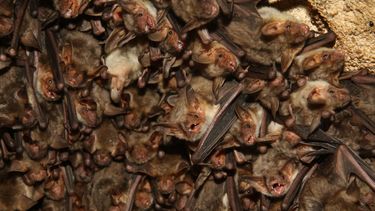 No es Ciudad Gótica, es Rawson: mirá la salidera de murciélagos que tienen varios edificios