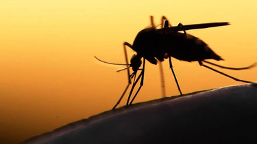 La OMS, preocupada por la combinación dengue-calor.