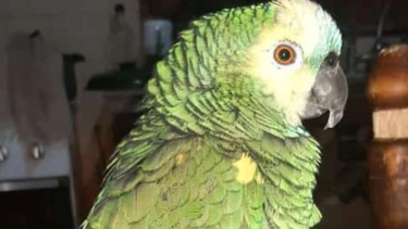 Se perdió Toribia en San Juan: si la ves, decile hola o Silva