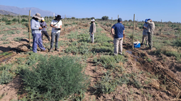 Detectan 40 trabajadores rurales sin registrar en finca de pistacho de San Juan. Detectan 40 trabajadores rurales sin registrar en finca de pistacho de San Juan.