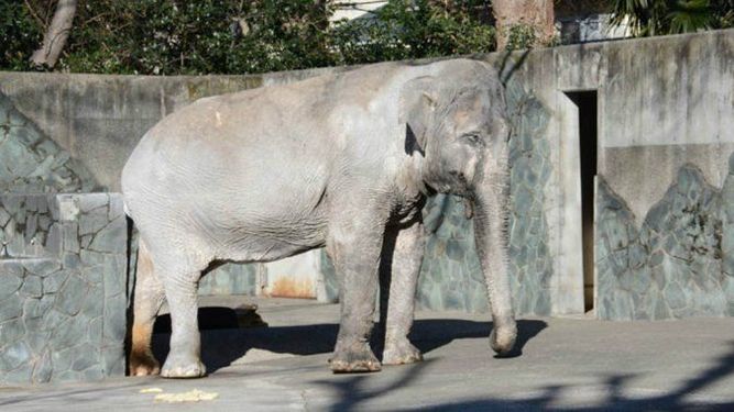 Después de 67 años solo murió el elefante más viejo de Japón Después de 67 años solo murió el elefante más viejo de Japón