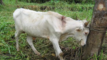 Todo lo que se sabe del primer caso de rabia animal en San Juan