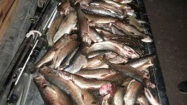 Desde el 2 de mayo empieza la veda de pesca