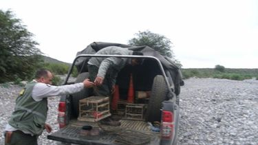 Decomisaron más de 30 aves producto de la caza furtiva