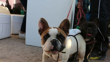 Colitas contentas y mucha diversión en el Dog Day