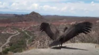 Jordán: Los cóndores se alimentan de cadáveres, no de ganado