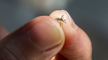 En medio de la invasión de mosquitos en provincias del país, la situación en San Juan.