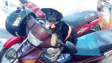 El perrito motoquero sanjuanino llegó a los medios nacionales