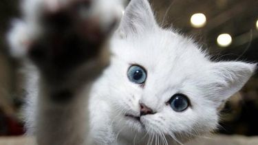 Los gatos no son para los sanjuaninos, prefieren a los perros