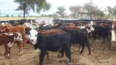 Producción y Ambiente de San Juan buscarán terminar la lucha antigranizo cuestionada por productores ganaderos