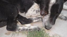 Crueldad animal: le intentaron sacar un ojo con un alambre