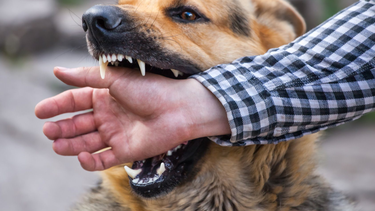 Qué es la rabia, cómo se transmite y qué cuidados tener en cuenta
