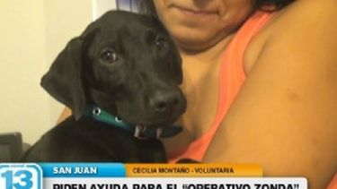 Convocan voluntarios para rescatar perros abandonados