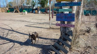 Amor por los animales, esfuerzo a cambio de nada y la historia que dio origen a un refugio que conmovió a los sanjuaninos
