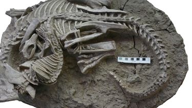 Un inédito hallazgo demuestra que hubo mamíferos que comían dinosaurios. Foto Gang Han via Reuters