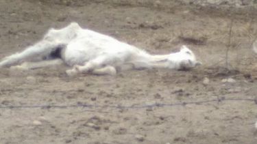 Sin palabras: encuentran una tropilla en total estado de abandono, uno estaba muerto