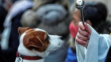 El próximo sábado bendecirán a las mascotas en San Juan.