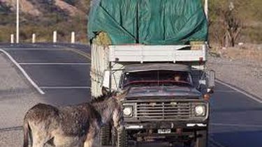 Hay siete empresas interesadas en alambrar dos tramos de la ruta 141