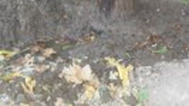 En Rivadavia luchan por una Argentina sin dengue