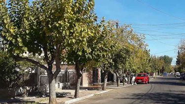 Atención vecino: la Secretaría de Ambiente recomendó no podar el arbolado público