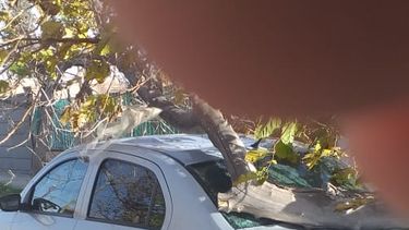 Dejó su auto estacionado en Rawson y, por el Zonda, un árbol cayó encima y se lo destrozó