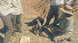 Los especialistas distribuyen las cámaras en distintas zonas del Parque Nacional El Leoncito para buscar ejemplares del gato andino. Los especialistas distribuyen las cámaras en distintas zonas del Parque Nacional El Leoncito para buscar ejemplares del gato andino.