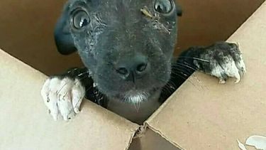 La foto de un cachorro rescatado moviliza las redes de San Juan