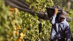 Difícil panorama en la previa de la cosecha 2020 : ¿PCR a 10.000 gameleros golondrina ?