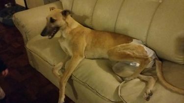 África, la perra galgo sanjuanina que rescataron inválida