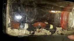 Mirá la impresionante víbora del Pie de Palo