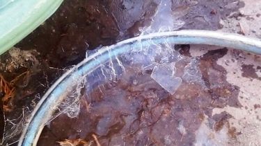 Rawson: se le congeló hasta el agua del perro