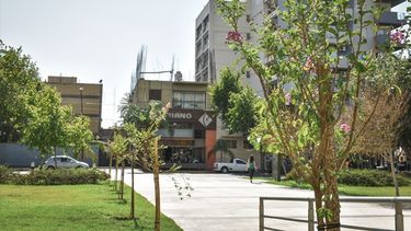 Reforestación intensiva: el Eje Cívico y la Circunvalación reverdecerán