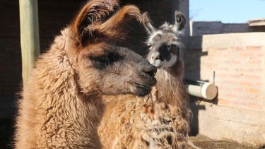 Las llamas, entre las estrellas de la granja La Justina en Angaco.