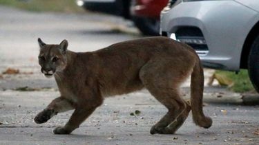 Un puma atemorizó a los vecinos en Pocito: cancelaron la búsqueda y continuarán el viernes