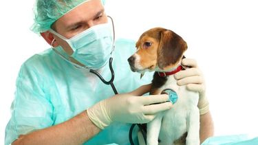 Conocé el calendario de esterilizaciones hasta abril