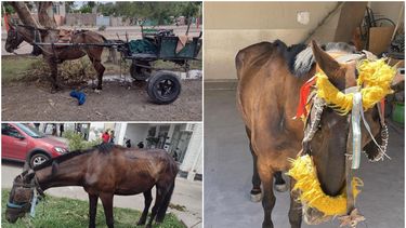 Tracción a sangre en San Juan, los números son preocupantes.