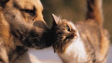 Mirá cómo Pocito festejará el día del animal