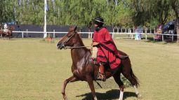 Mirá el caminar de los Caballos Peruanos de Paso