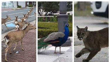 Animales sueltos en las ciudades por la ausencia humana en el mundo: ¿y en San Juan?